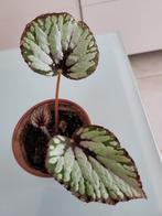 Koninklijke Begonia, Huis en Inrichting, Ophalen