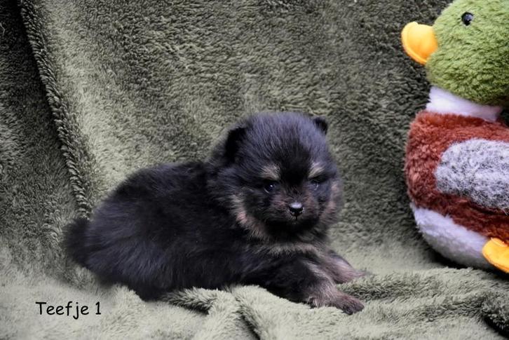 Prachtige Pomeriaan pupjes, Animaux & Accessoires, Chiens | Huskys, Loulous & Types primitifs, Plusieurs animaux, Autres races