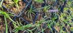 Liriope 'Big Blue ' Leliegras, Zomer, Vaste plant, Bodembedekkers, Halfschaduw