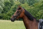 PRE - Spaanse merrie - 3 jaar - P.R.E., Dieren en Toebehoren, Paarden, Merrie, Minder dan 160 cm, Dressuurpaard, Zadelmak