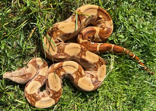 Boa imperator, Dieren en Toebehoren, Reptielen en Amfibieën, Slang, 0 tot 2 jaar, Met terrarium