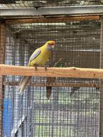 pennanten  catharina