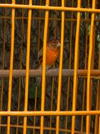 kapoetsensijs x kanarie man, Dieren en Toebehoren, Mannelijk, Bastaard