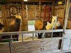 4 jonge alpaca's te koop, Animaux & Accessoires, Moutons, Chèvres & Cochons, Plusieurs animaux