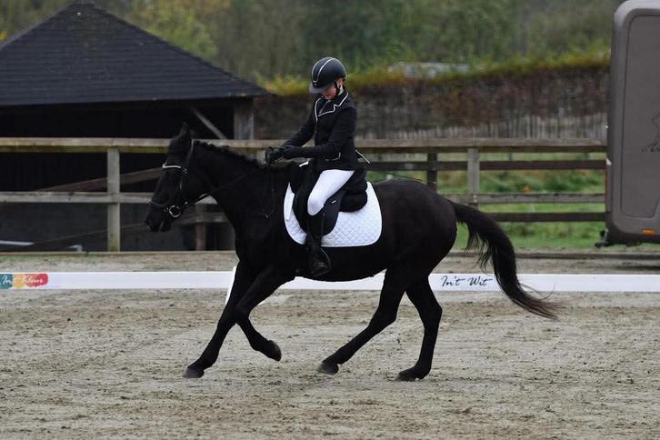 Brave pony tekoop, Dieren en Toebehoren, Paarden, Merrie, Minder dan 160 cm, 11 jaar of ouder