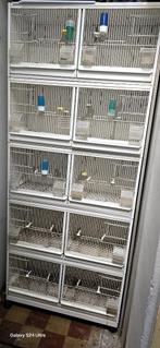 batterie de canaris, Dieren en Toebehoren, Vogels | Kanaries