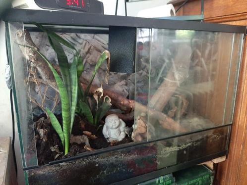 Terrarium met schuifdeurtjes, Dieren en Toebehoren, Reptielen en Amfibieën | Toebehoren, Gebruikt, Ophalen