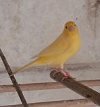 7 oranje en gele kanaries