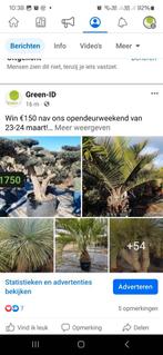 Win 150 euro korting op palmen, olijven, yucca en agaves, Tuin en Terras, Ophalen of Verzenden