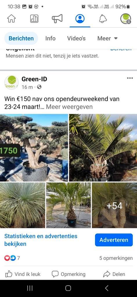 Win 150 euro korting op palmen, olijven, yucca en agaves, Tuin en Terras, Planten | Bomen, Ophalen of Verzenden