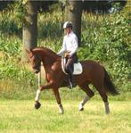 Fokmerrie drachtig van zonick plus, Dieren en Toebehoren, Merrie, M