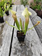 Sarracenia verschillende, soorten vleesetende planten, Ophalen of Verzenden