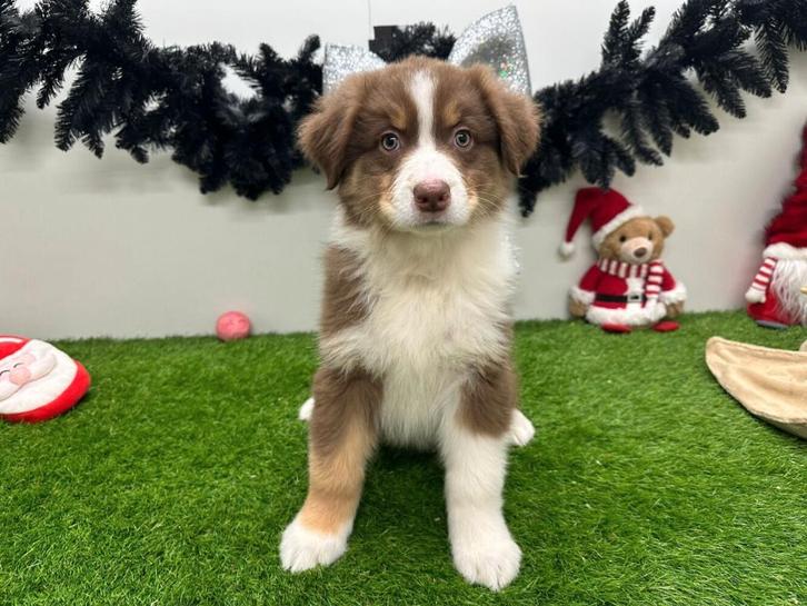 Australische Herder pups, Dieren en Toebehoren, Honden | Herdershonden en Veedrijvers, Meerdere dieren, Herder, Fokker | Professioneel