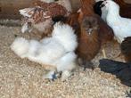 Zijdehoender, padua , cochin krielen, marans , araucana