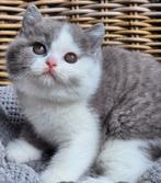 Brits korthaar kittens, Dieren en Toebehoren, Katten en Kittens | Raskatten | Korthaar, Gechipt