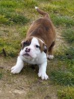 3 prachtige old english bulldog teefjes beschikbaar, Dieren en Toebehoren, CDV (hondenziekte), Meerdere, Bulldog, Teef