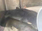 Axelote 4 stuks 1 bewezen koppel zwarte