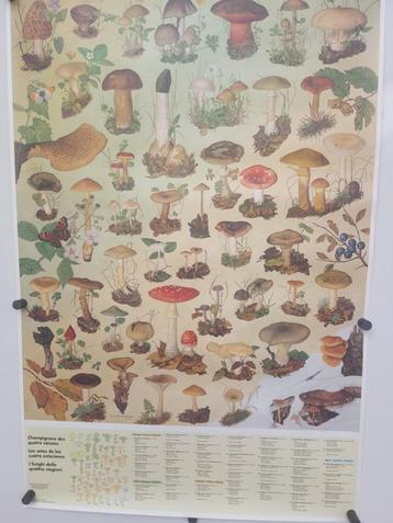 Affiche sur les champignons des 4 saisons beschikbaar voor biedingen