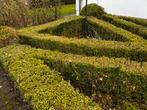 gratis Buxus, Tuin en Terras, Ophalen