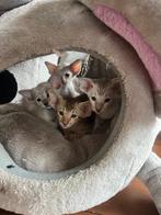 Exclusieve Peterbald Kitten, Dieren en Toebehoren, Katten en Kittens | Raskatten | Korthaar, Poes, Gechipt, 0 tot 2 jaar