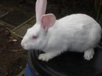 Konijnen  Witte Van Dendermonde, Dieren en Toebehoren, Konijnen
