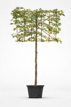 Liquidambar styraciflua - Leibomen- Amberboom, Tuin en Terras, In pot, Leiboom, Halfschaduw, Ophalen of Verzenden