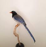 Gezocht: overleden vogels, Dieren en Toebehoren, Vogels | Overige Vogels