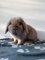 Infirmière Minilop (un couple est également possible)