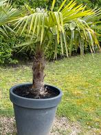Palmboom Trachycarpus fortunei wintervast, In pot, Ophalen of Verzenden, Palmboom