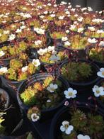 Saxifraga, Tuin en Terras, Planten | Tuinplanten, Ophalen