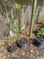 Vijgenboom in pot 60cm-100cm, En pot, Enlèvement, Moins de 100 cm, Autres espèces