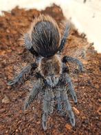 Tliltocatl albopilosus Honduras ️, Dieren en Toebehoren, Insecten en Spinnen