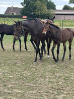 Top hengste veulen te koop, Dieren en Toebehoren, Met stamboom, Springpaard, Niet van toepassing, 0 tot 2 jaar