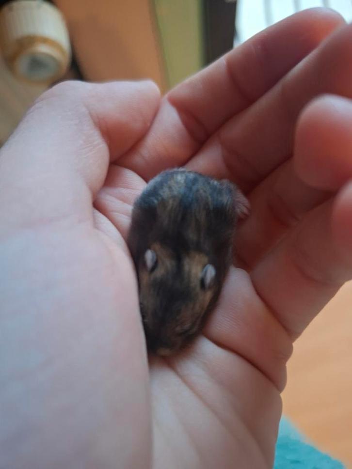 2 hamsters nains russes à réserver, Animaux & Accessoires, Rongeurs, Plusieurs animaux, Hamster, Janvier, Domestique