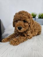 Chiots caniches nains, Chien (mâle), Caniche, Belgique, 8 à 15 semaines