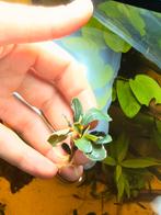 Bucephalandra breedbladig groen fluweel, Dieren en Toebehoren, Ophalen of Verzenden, Nieuw, Plant(en), Steen of Hout