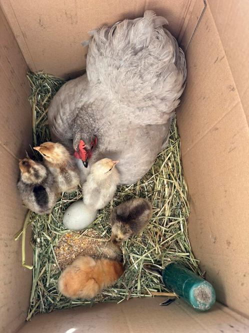 Kuikens voor onder een broedende kip, Dieren en Toebehoren, Pluimvee, Kip