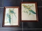 2 Vintage kader in hout met botanische tekening van papagaai, Minder dan 50 cm, Gebruikt, Tekening, Verzenden
