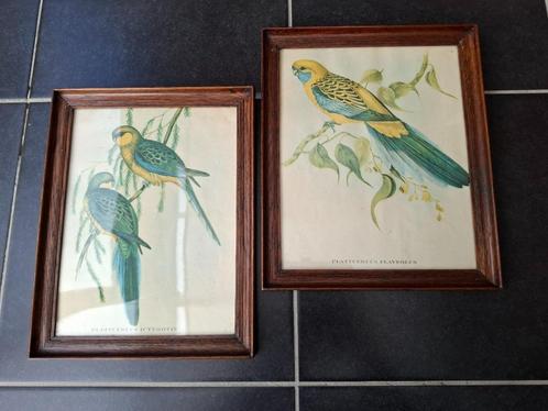 2 Vintage kader in hout met botanische tekening van papagaai, Huis en Inrichting, Woonaccessoires | Schilderijen, Tekeningen en Foto's