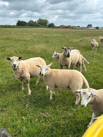 Mooie keuze aan mooie jonge swifter weide ooi lammeren beschikbaar voor biedingen
