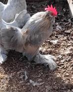 Ukkelse baardkriel haan!