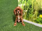 Cavalier King Charles Spaniel pups, CDV (hondenziekte), Meerdere, 8 tot 15 weken, Meerdere dieren