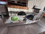 Konijn en Cavia, Dieren en Toebehoren, Konijnen, Mannelijk, Groot