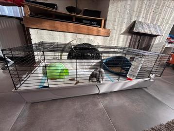 Konijn en Cavia beschikbaar voor biedingen