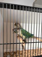 Couple pyrrhura moliane, Mâle, Perroquet