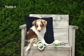 Prachtige Border Collie pups beschikbaar voor biedingen