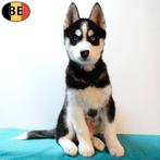 Siberische Husky pups (verschillende met blauwe ogen), Dieren en Toebehoren, België, CDV (hondenziekte), 8 tot 15 weken, Meerdere