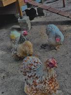 Œufs pour bébés Cochin, Poule ou poulet, Plusieurs animaux