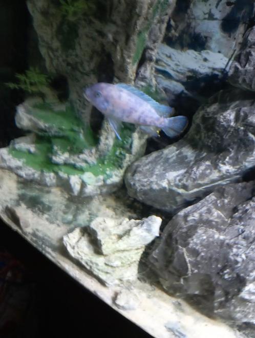 Cichlidès Malawi maylandia esterae Minos Reef f3, Dieren en Toebehoren, Vissen | Aquariumvissen