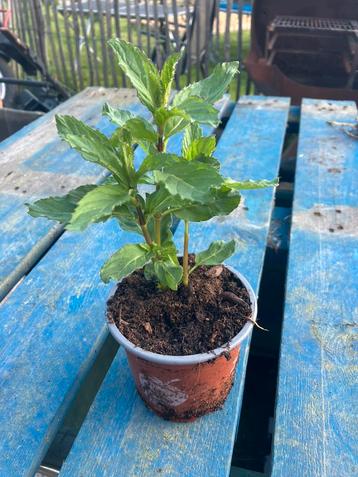 Marokkaanse munt, Tuin en Terras, Ophalen, Vaste plant, Kruiden, Halfschaduw